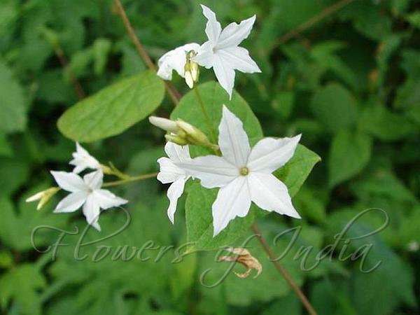 Malabar Snow Creeper